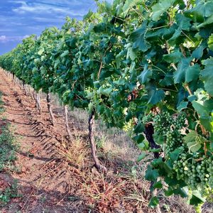 Budureasca Terroir 300x300