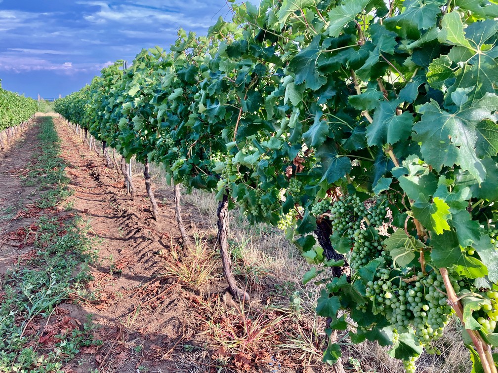 Budureasca Terroir